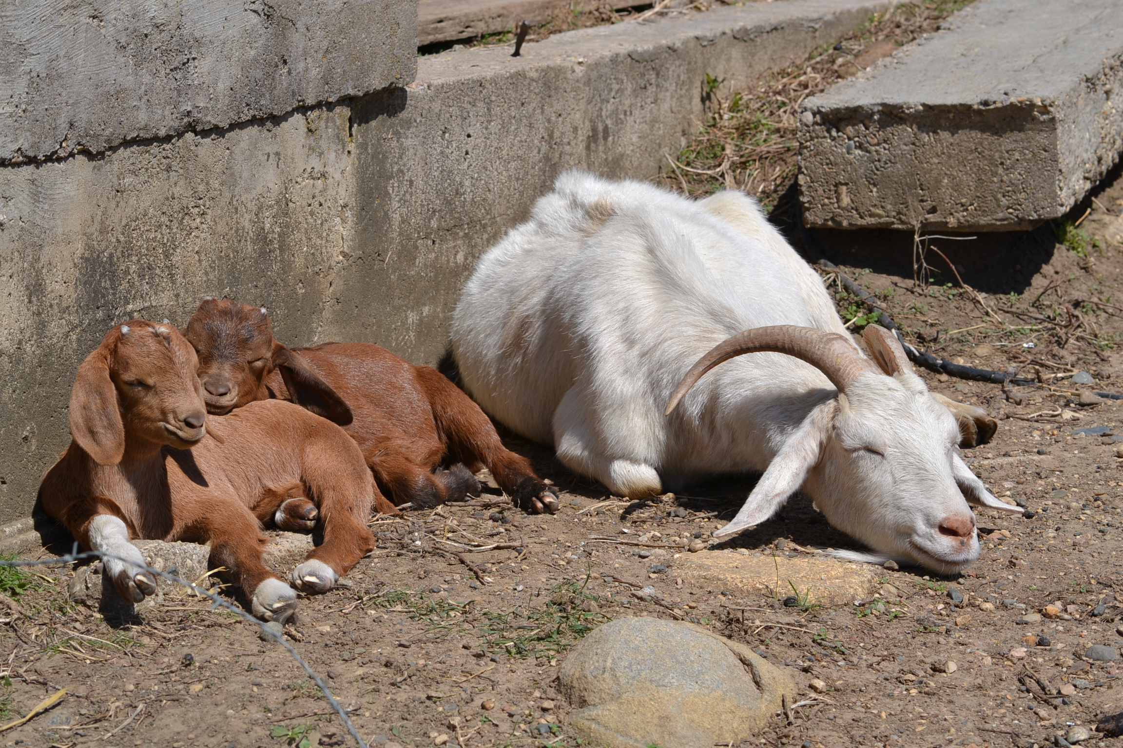 Anemic Goats | Eden Hills