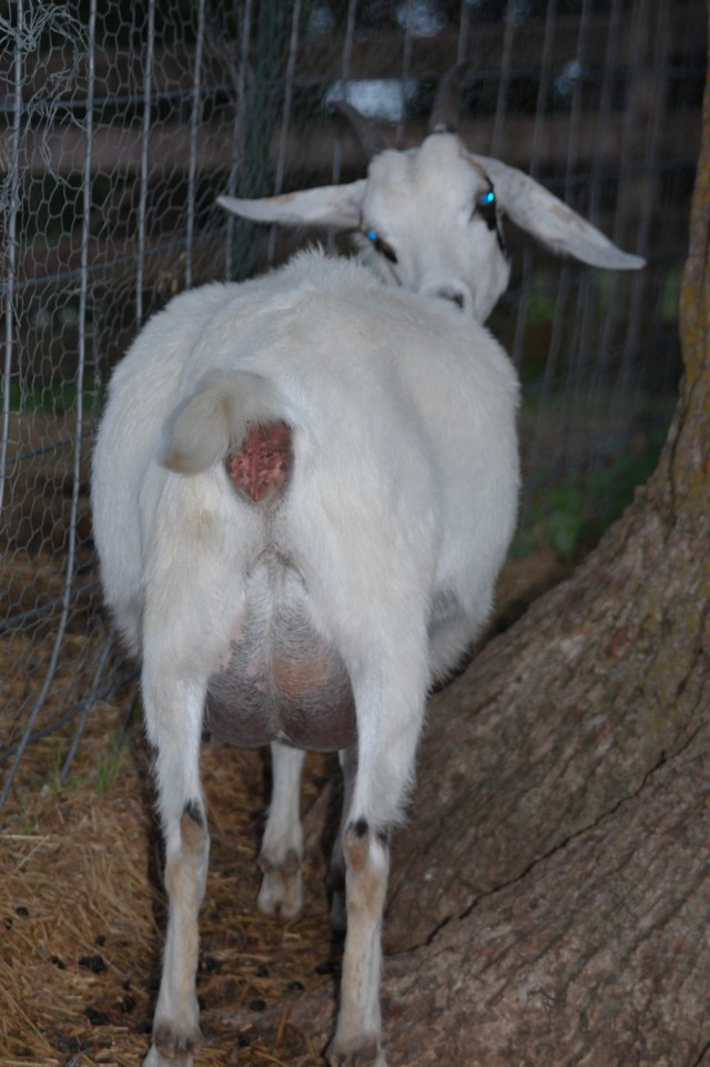 Stages of Goat Pregnancy