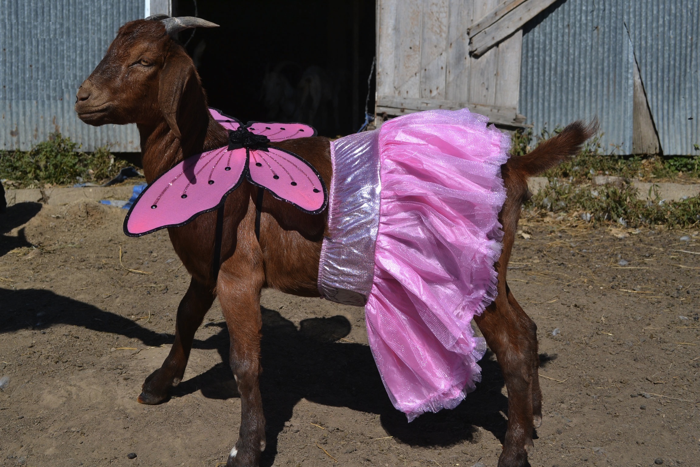 Image result for dressed up goat