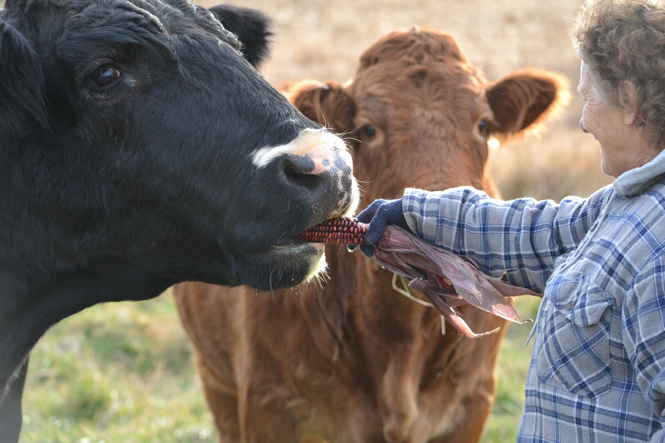 Mature Farmer Holding Grass Feeding Cows Stock Photo