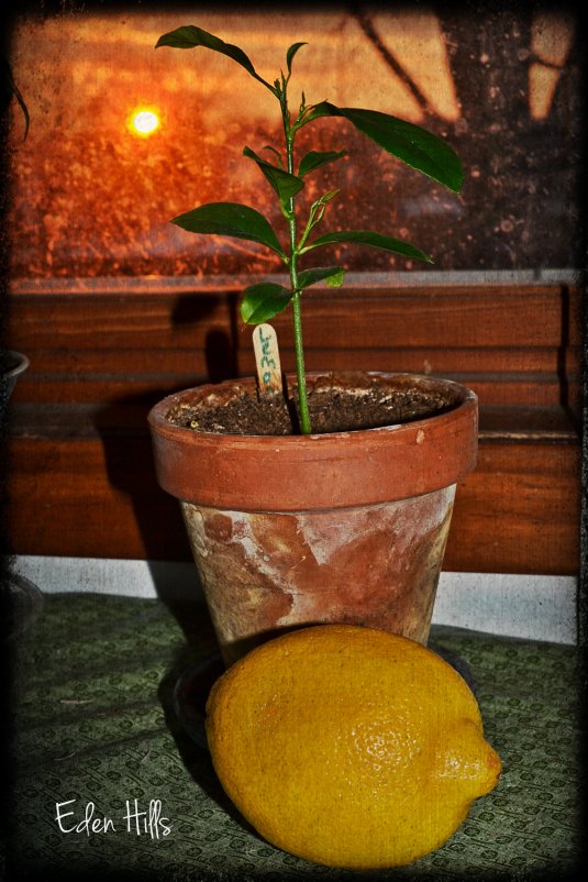 lemon tree sunset