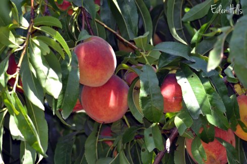 peaches on tree