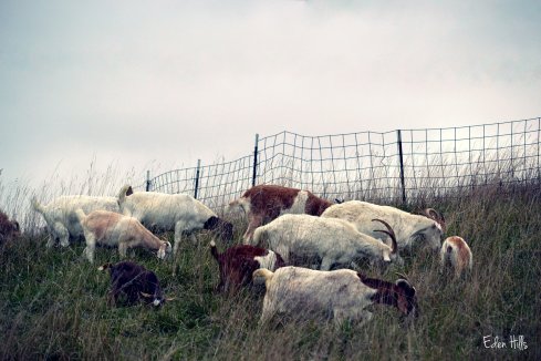 goats against fence
