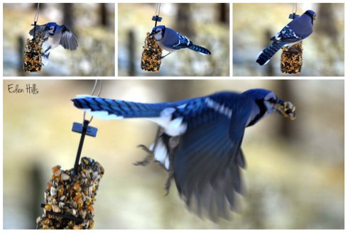 Blue Jay collage