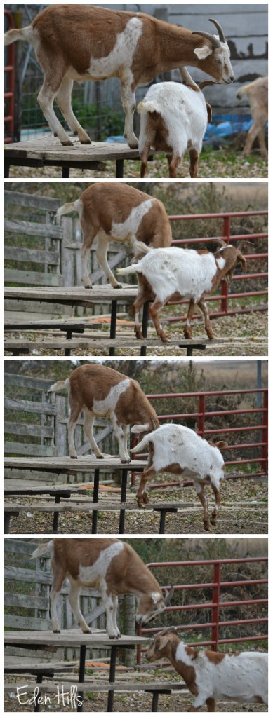goats on picnic table