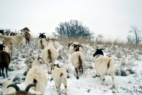 snowy pasture with goats