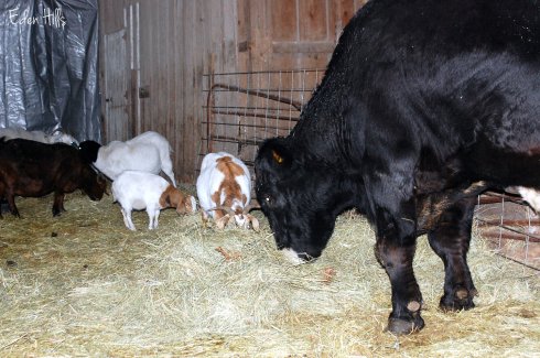 steer and goats in barn