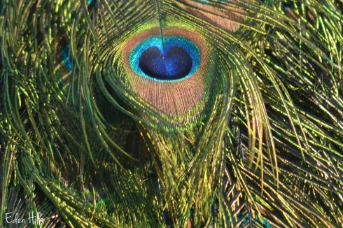 eye in peacock's tail