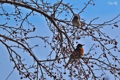 robin and sparrow in crabapple tree