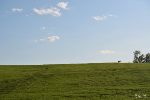 hillside hayfield