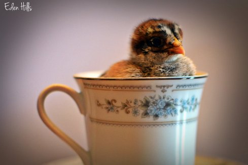 chick in a teacup