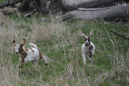 goat kids running in pasture