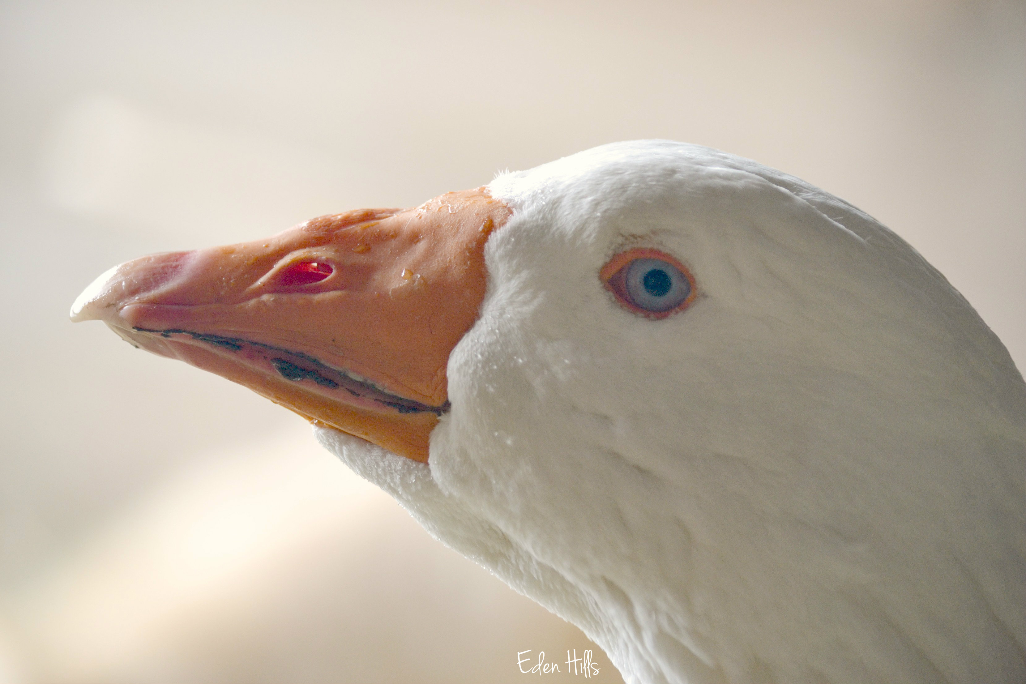 37+ Embden Geese Eyes PNG