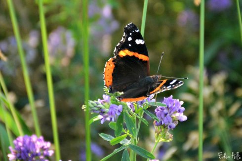 admiral butterfly on alfalfa