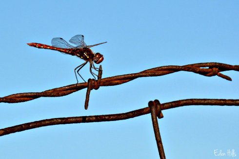 dragonfly_4013ew