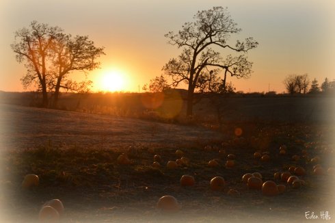 pumpkin sunset_7272ew