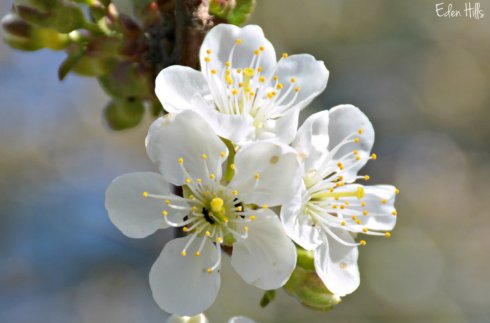 Cherry Blossom_5244ews