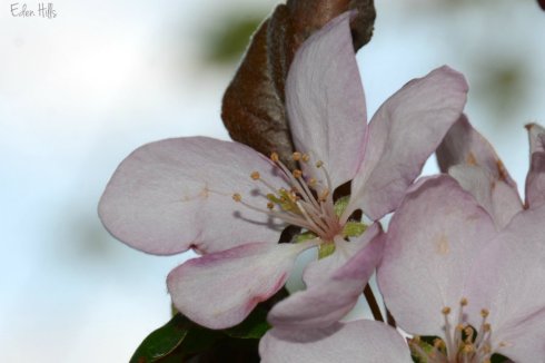 crabapple blossom
