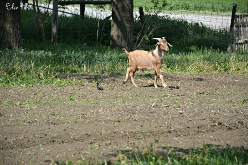 Yard Goat in Garden_7217ews